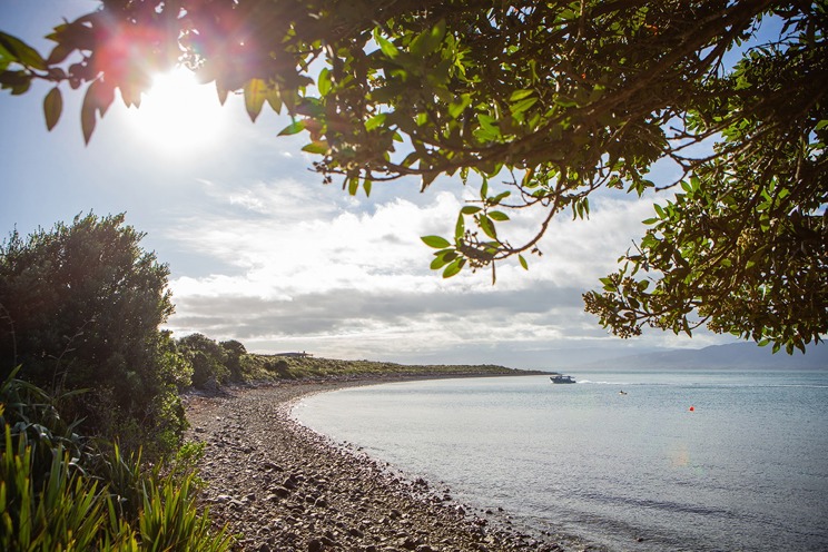 Kāpiti Island Nature Tours Boat At Waioura Bay